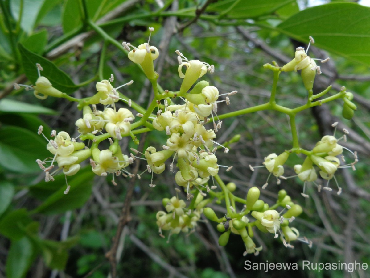 Cordia dichotoma G.Forst.